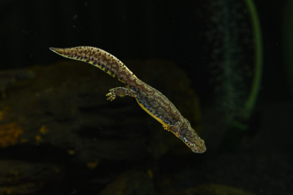 Rajzerov triton